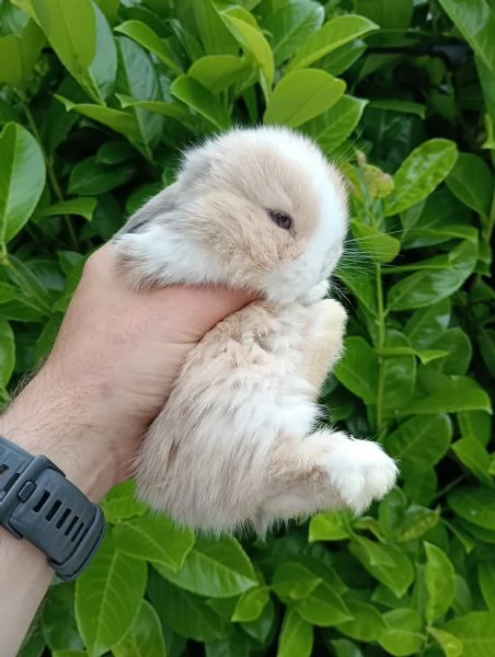 Cucciolo Minilop Lilac Tort Split 