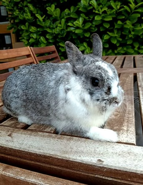 Coniglio Nano Colorato Maschio 