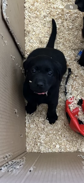 Cuccioli di Labrador Retriever 