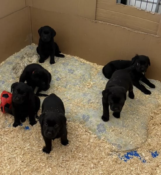 Cuccioli di Labrador Retriever  | Foto 0