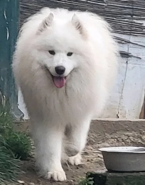 Samoyed adulti e cuccioli in vendita | Foto 4
