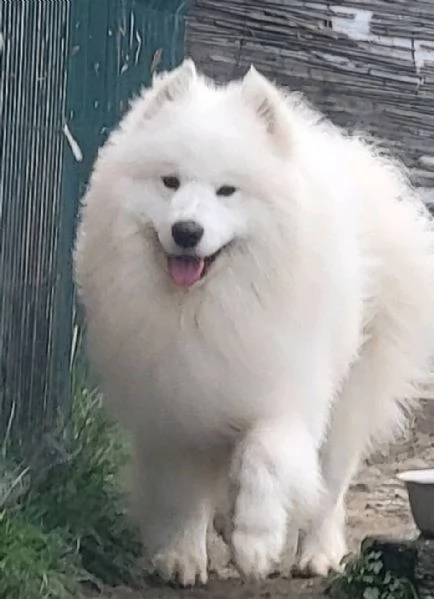 Samoyed adulti e cuccioli in vendita | Foto 3