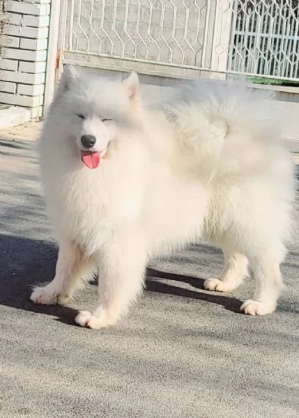 Samoyed adulti e cuccioli in vendita | Foto 0