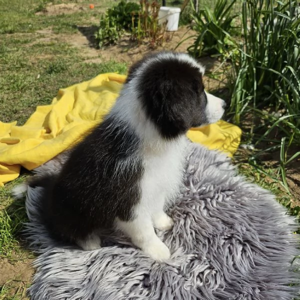 Dolci cuccioli Border Collie cercano casa! | Foto 0