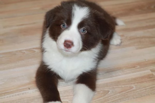 Cuccioli Border Collie – bellezza, intelligenza e tanto amore! | Foto 0