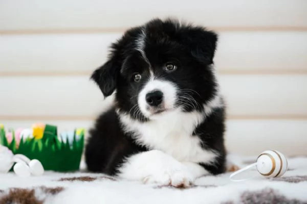 Border Collie cuccioli – maschio e femmina pronti per una nuova avventura! | Foto 0