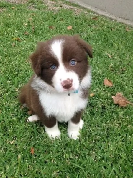 Cuccioli Border Collie da genitori selezionati – maschio e femmina