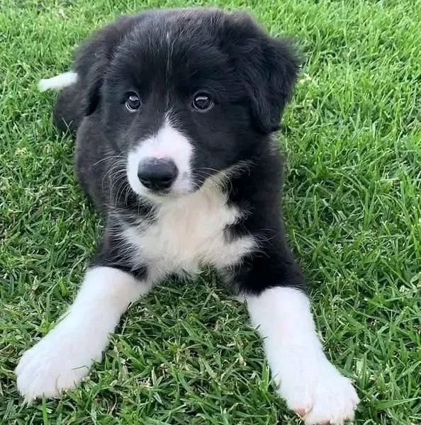 Due cuccioli Border Collie – pronti per la tua famiglia! | Foto 0