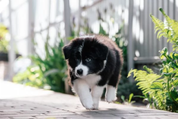 Border Collie cuccioli – gioia pura su quattro zampe! | Foto 0
