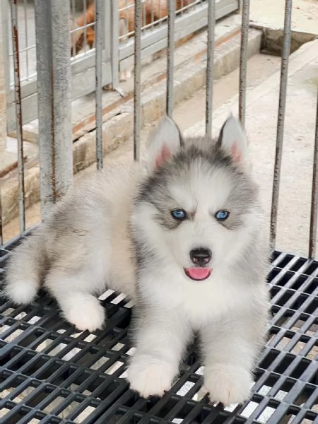 Cuccioli di Husky Siberiano – Pronti per una Nuova Avventura! | Foto 0