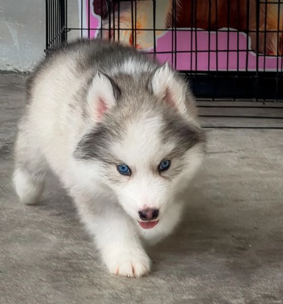 Husky Siberiano Cuccioli – Due Meraviglie da Amare! | Foto 0
