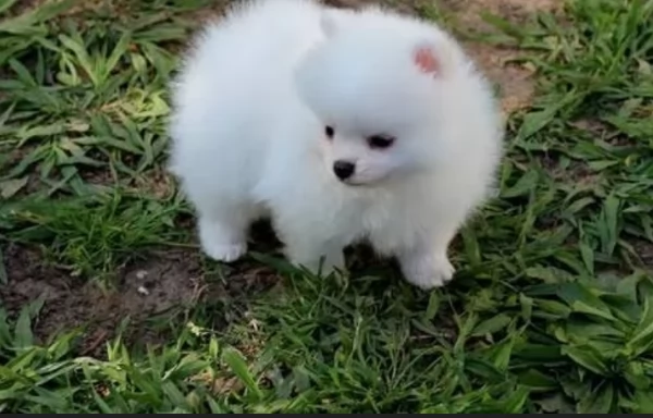 meraviglioso cuccioli di razza Pomerania toy taglia piccola per ladozione gratuita | Foto 2