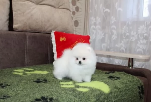 meraviglioso cuccioli di razza Pomerania toy taglia piccola per ladozione gratuita | Foto 3
