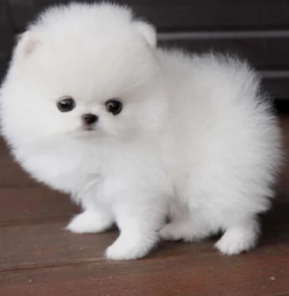 meraviglioso cuccioli di razza Pomerania toy taglia piccola per ladozione gratuita | Foto 1