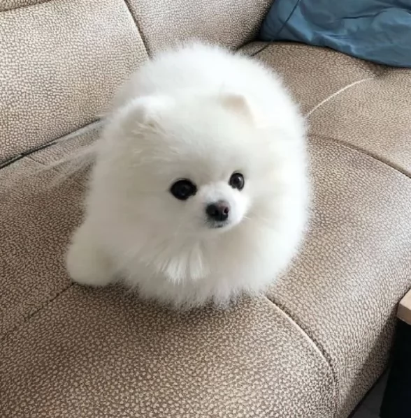 meraviglioso cuccioli di razza Pomerania toy taglia piccola per ladozione gratuita | Foto 0