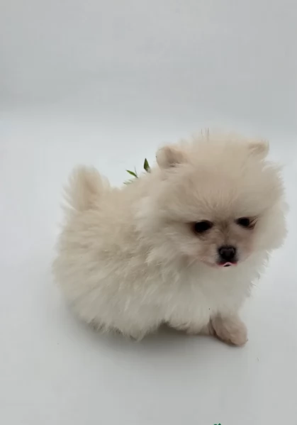 meraviglioso cuccioli di razza Pomerania toy taglia piccola per ladozione gratuita | Foto 4