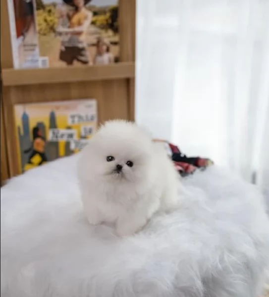meraviglioso cuccioli di razza Pomerania toy taglia piccola per ladozione gratuita | Foto 6