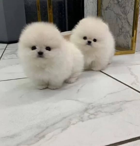 meraviglioso cuccioli di razza Pomerania toy taglia piccola per ladozione gratuita | Foto 4