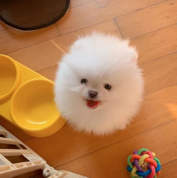 meraviglioso cuccioli di razza Pomerania toy taglia piccola per ladozione gratuita | Foto 3