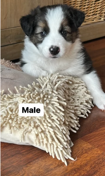 disponibili cuccioli di border collie femmine e maschi  | Foto 4