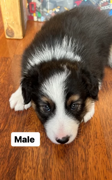 disponibili cuccioli di border collie femmine e maschi  | Foto 3