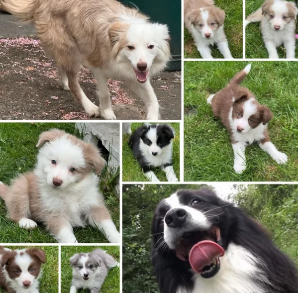 disponibili cuccioli di border collie femmine e maschi  | Foto 2