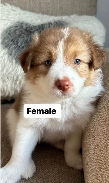 disponibili cuccioli di border collie femmine e maschi  | Foto 1