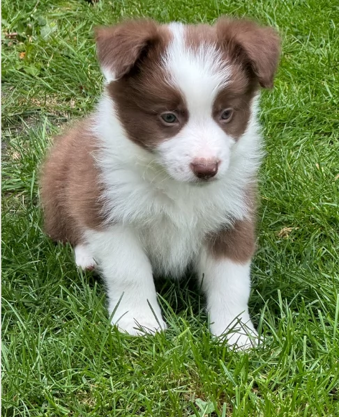 disponibili cuccioli di border collie femmine e maschi 