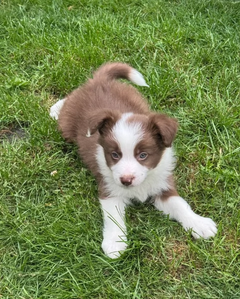 disponibili cuccioli di border collie femmine e maschi 