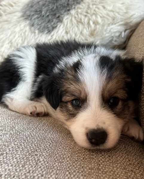 disponibili cuccioli di border collie femmine e maschi  | Foto 1