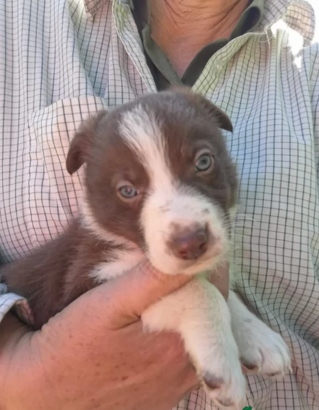 disponibili cuccioli di border collie femmine e maschi  | Foto 0
