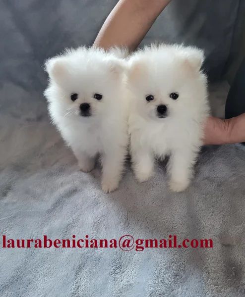 Regalo cuccioli di razza Pomeranian toy | Foto 1