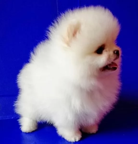 Regalo cuccioli di razza Pomeranian toy | Foto 3