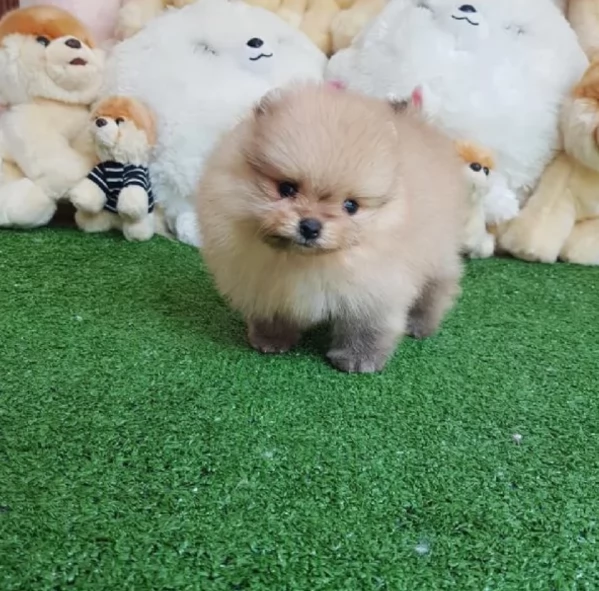 Regalo cuccioli di razza Pomeranian toy | Foto 1