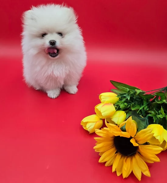 Regalo cuccioli di razza Pomeranian toy | Foto 2