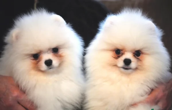 Regalo cuccioli di razza Pomeranian toy | Foto 0