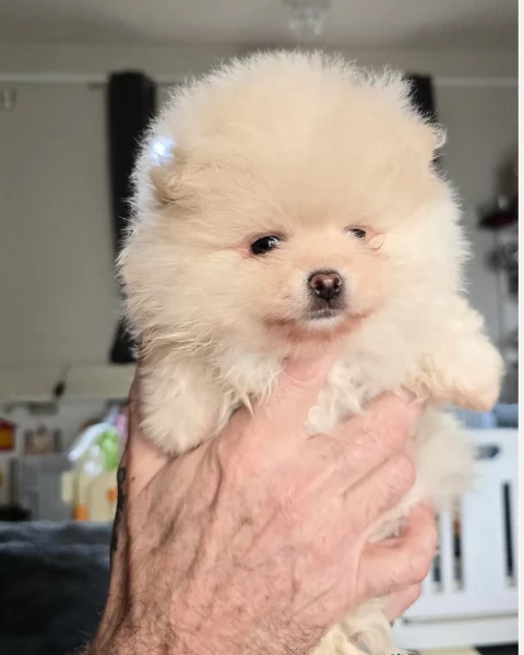 Regalo cuccioli di razza Pomeranian toy | Foto 6