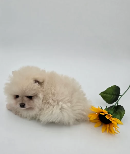 Regalo cuccioli di razza Pomeranian toy | Foto 5