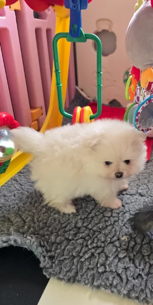 Regalo cuccioli di razza Pomeranian toy | Foto 1