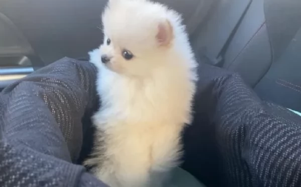 Regalo cuccioli di razza Pomeranian toy | Foto 2