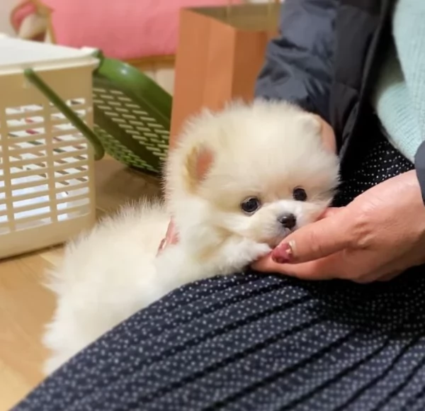 Regalo cuccioli di razza Pomeranian toy | Foto 0