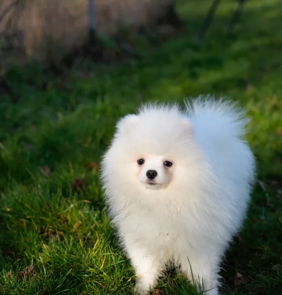 Regalo cuccioli di razza Pomeranian toy | Foto 2