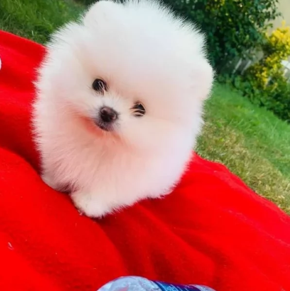 Regalo cuccioli di razza Pomeranian toy | Foto 2