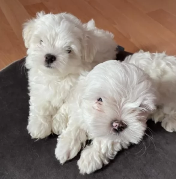meraviglioso cuccioli di razza maltese toy taglia piccola per ladozione gratuita | Foto 2
