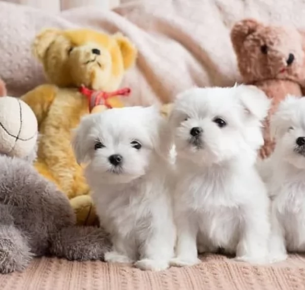 meraviglioso cuccioli di razza maltese toy taglia piccola per ladozione gratuita | Foto 6