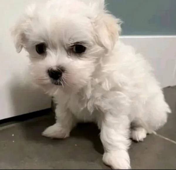 meraviglioso cuccioli di razza maltese toy taglia piccola per ladozione gratuita