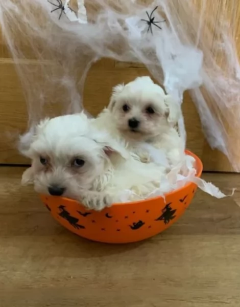 meraviglioso cuccioli di razza maltese toy taglia piccola per ladozione gratuita | Foto 3