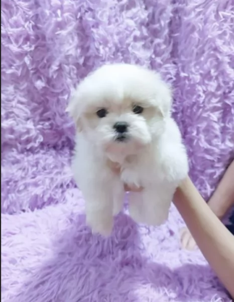 meraviglioso cuccioli di razza maltese toy taglia piccola per ladozione gratuita | Foto 2