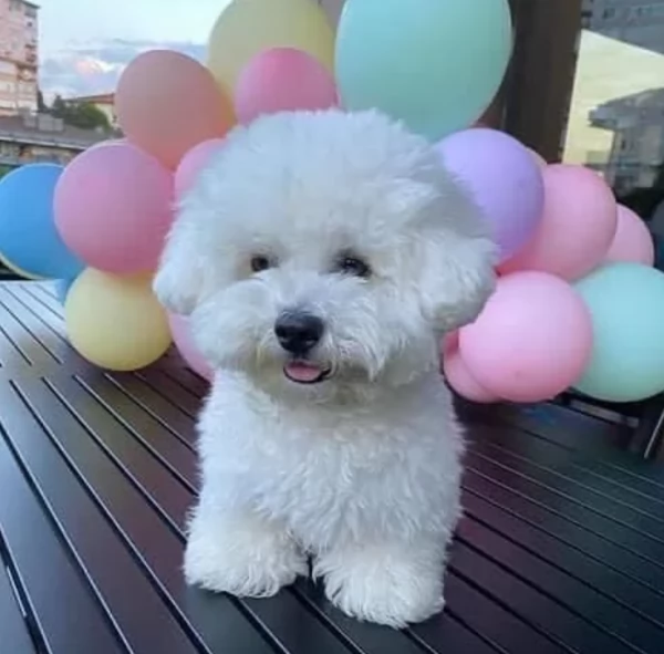 meraviglioso cuccioli di razza maltese toy taglia piccola per ladozione gratuita | Foto 1