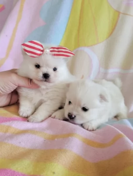 Regalo cuccioli di razza Pomeranian toy | Foto 0